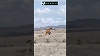 Girafa foge e deixa filhote para o banquete
