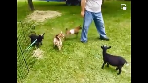 Best Animal Videos 2024 Funny Cats and Dogs Cats Funny Videos |43|