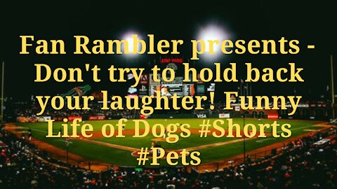 Don't try to hold back your laughter! Funny Life of Dogs #Shorts #Pets