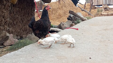 Mother Hen 🐔Chick's Cute Mama Hen and chick 🐤 Videos 🐣 Baby Chicks & Hen