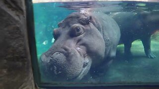 Fiona and Dad Hippo - Cincinnati Zoo - August '22