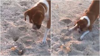 Et komisk møde på en mexikansk strand mellem en nysgerrig hund, og en hurtigt tænkende krabbe