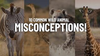 10 Misconceptions About Animals You Probably Think Are True!