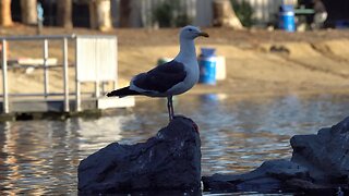 CatTV: Western Gull