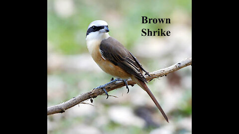 Brown Shrike bird video