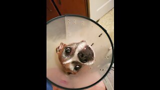 Boxer dog adapts to cone after surgery