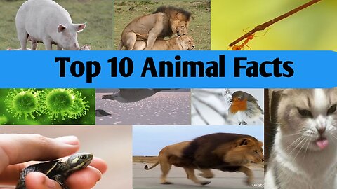 Top 10 Animal Facts to Make You Sound Smarter