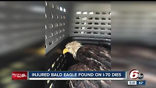 Injured Bald Eagle found on I-70 in Greenfield dies