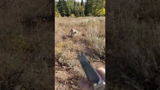 Mountain Lion VS Hunter 😅