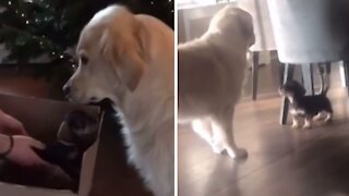 Adult dog and puppy quickly become best friends