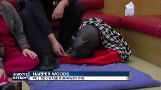 Metro Detroit police catch pig on the loose