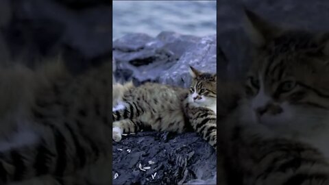 Kucing tabby cantik berbaring di batu pinggir pantai