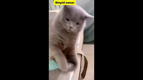 cat angry on owner