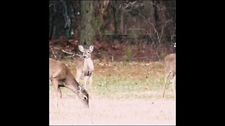Deer Browsing by the Road