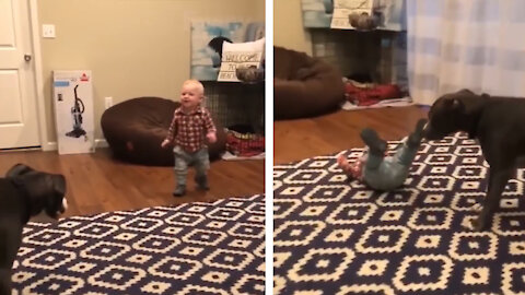 Little baby playing with excited Dog