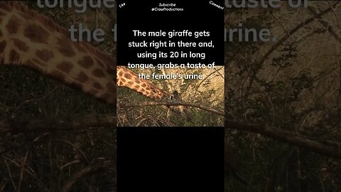 There are a few unique and weird things about giraffes’ mating season #giraffe #shorts