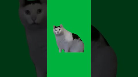 Cat "Huh?" Meme Green Screen #funny #trending #memes #shorts #greenscreen #cat #animals