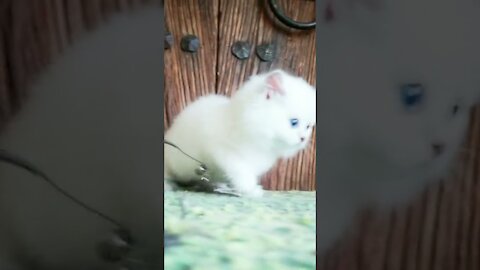 Lovely and Cute Cat Videos