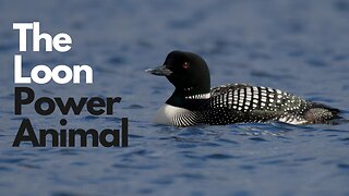 Loon Power Animal