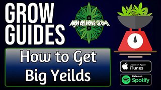 How to Get Big Yields | Grow Guides 42