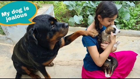 Adopting street dog puppy__funny puppy videos__rottweiler dog(720P_HD)