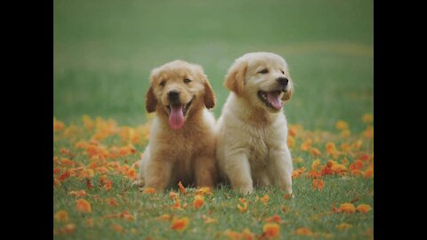 Most Cute and Funny Puppies of the Day
