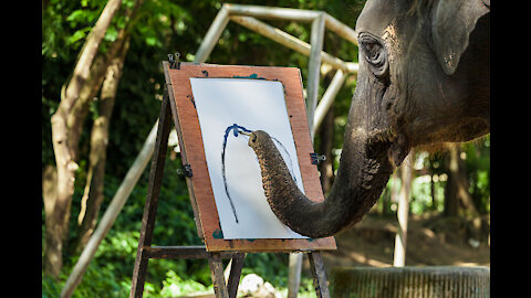 Paintings Done by Elephants in Thailand. Amazing artists have to see