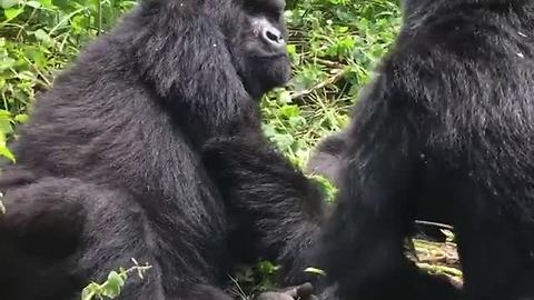 Wild gorillas chill out in the trees