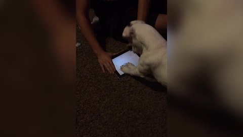Funny Dog Plays iPad Game