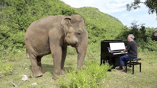 Classical Pianist Plays Bach To Blind Elephant