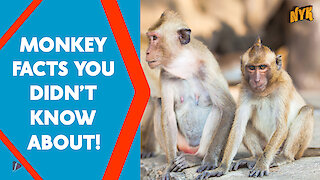 Top 4 Awesome Facts About Monkeys