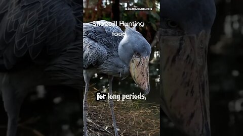 Stealthy Predatory Hunting Techniques of Shoebill
