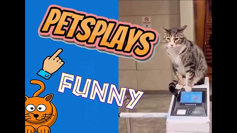 Crazy cat compilation: Watch as these felines go wild chasing their own shadow!