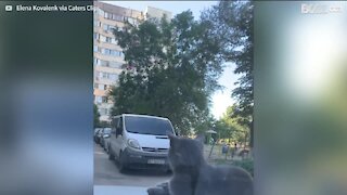 Cat goes for a ride on the hood