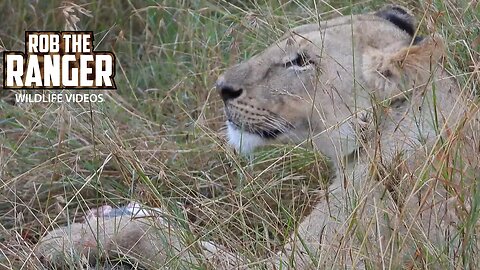Lioness Eating A Warthog In Long Grass | Lalashe Maasai Mara Safari