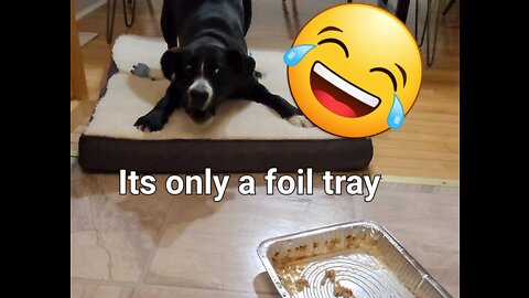 Silly Puppy afraid of a foil tray