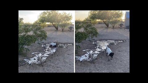 High-energy pup loves playing in the mud