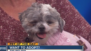 Pet of the day for November 19th - Ali the Shih Tzu mix