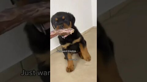 🤣 Crazy Cute Cuddly Rotti Pup! #Shorts #rottweiler #dogs