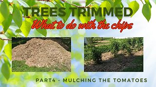 What to do with Wood Chips Part 4 Mulching Tomatoes