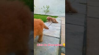 Naughty Cats 😻#cats#cutecat#cutecatshorts#pets#cutepets#funnycats#viral#tiktok#viralvideo#youtube