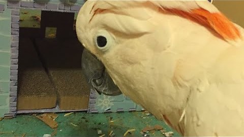 Misha the Moluccan cockatoo has a new house and is not impressed