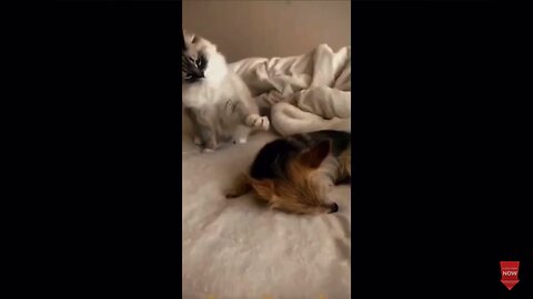 Funny animals - Funny cats / dogs - Funny animal videos 2023