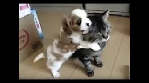 Funny animals - Funny cats / dogs - Funny animal videos