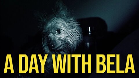 A Day With Bela – A Short Film by Jack of Many Trades Media