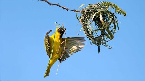 Video of Babui Bird's Nest.Weaver bird building a nest.