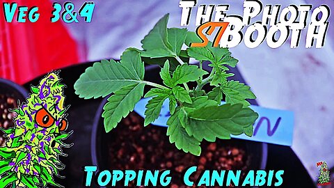 The Photo Booth S7 Ep. 3 | Veg Weeks 3 & 4 | Topping Cannabis | AirCube System Grow