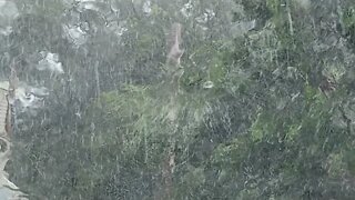 ASMR / Florida Rain