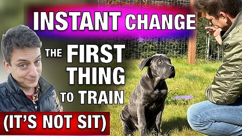 How to Train Your Dog What “YES” Means. This is What You’ve Been Missing!