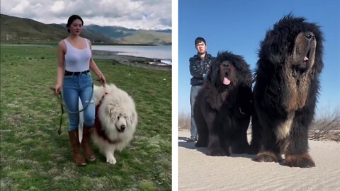 Tibetan Mastiff dogs| Big dogs|dogs video|Susantha 11|#Shorts